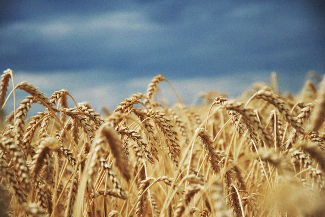 How does staking work and where does the yield come from?
